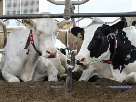  Sajji: Een kruidig gegrild lammen gerecht met een vleugje avontuur!